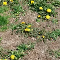 Gazon avant un traitement