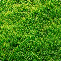 Gazon après un traitement